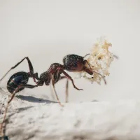 Ant carrying a piece of food