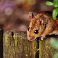 Mouse setting on wooden boards