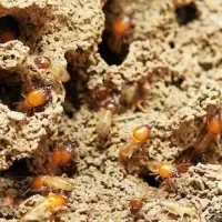 Subterranean Termites