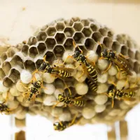 Wasp Nest With Yellow Jackets Crawling Around