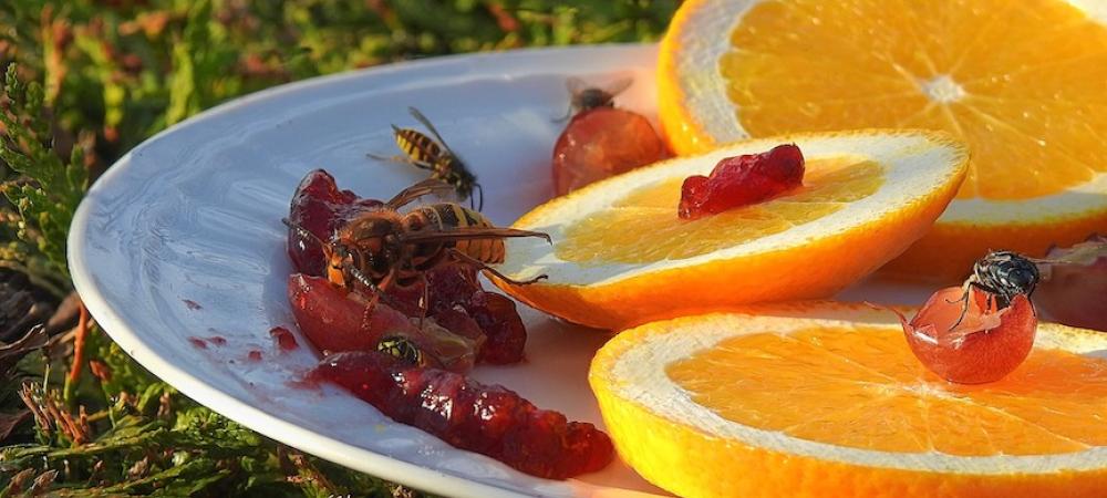 Wasp feeding on orange slices and jam