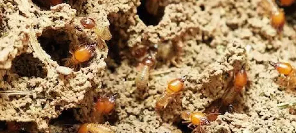 Subterranean Termites