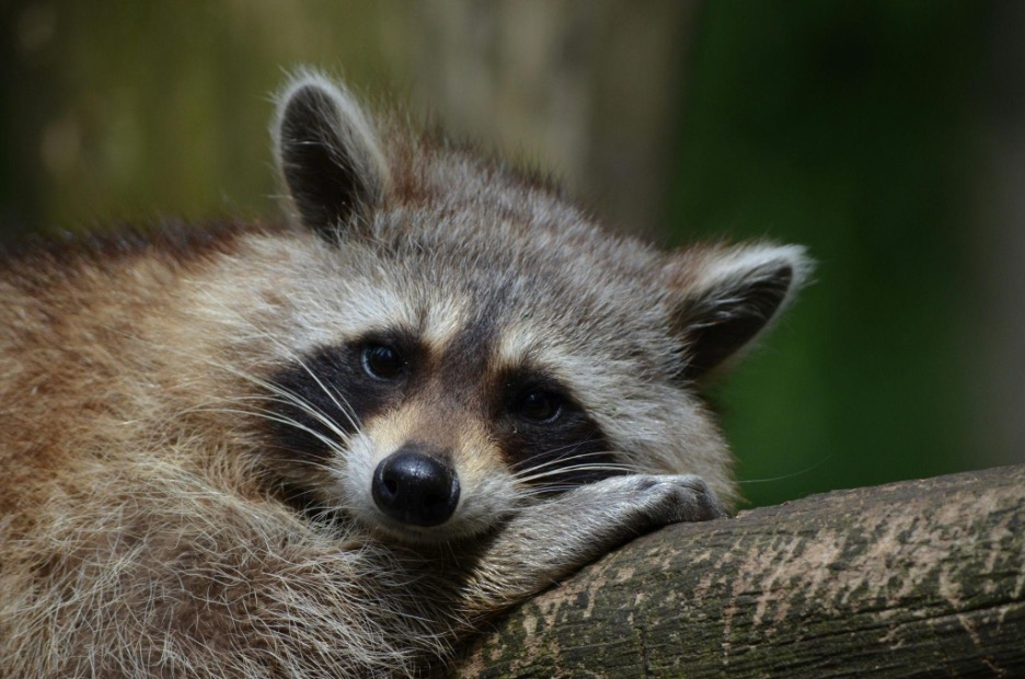 Still Can’t Figure Out How to Keep Raccoons Out of Trash Cans?