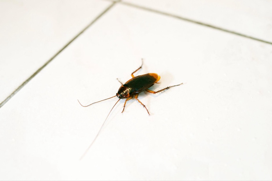 Why You Shouldn’t Ignore Bathroom Roaches