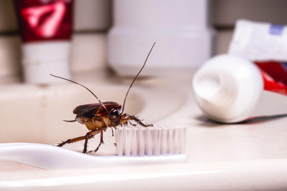 How Senate Termite and Pest Control Solves the Problem