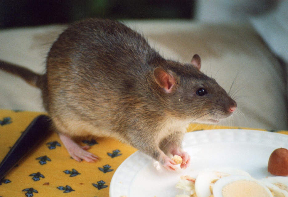 The Risks of Dealing with Rat or Bat Droppings