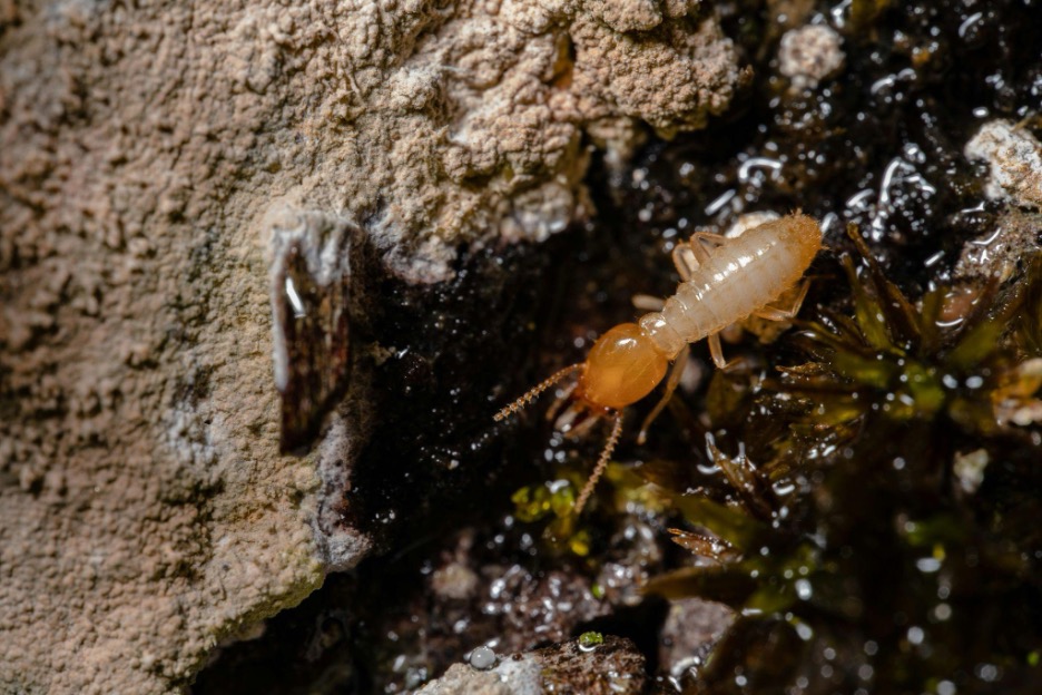 Why Termites’ Long Lifespan Is a Big Problem for DC, Maryland, and Virginia Homeowners 