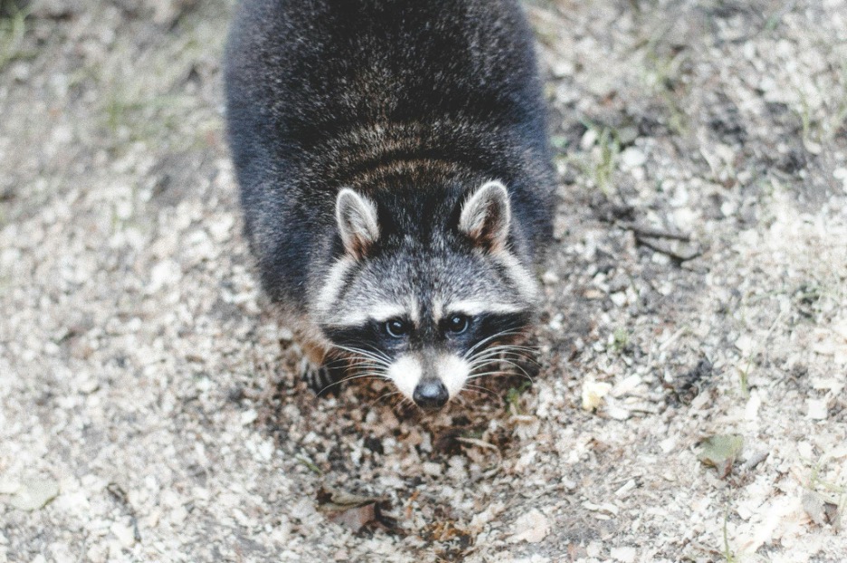 Why Do Raccoons Love Trash Cans?
