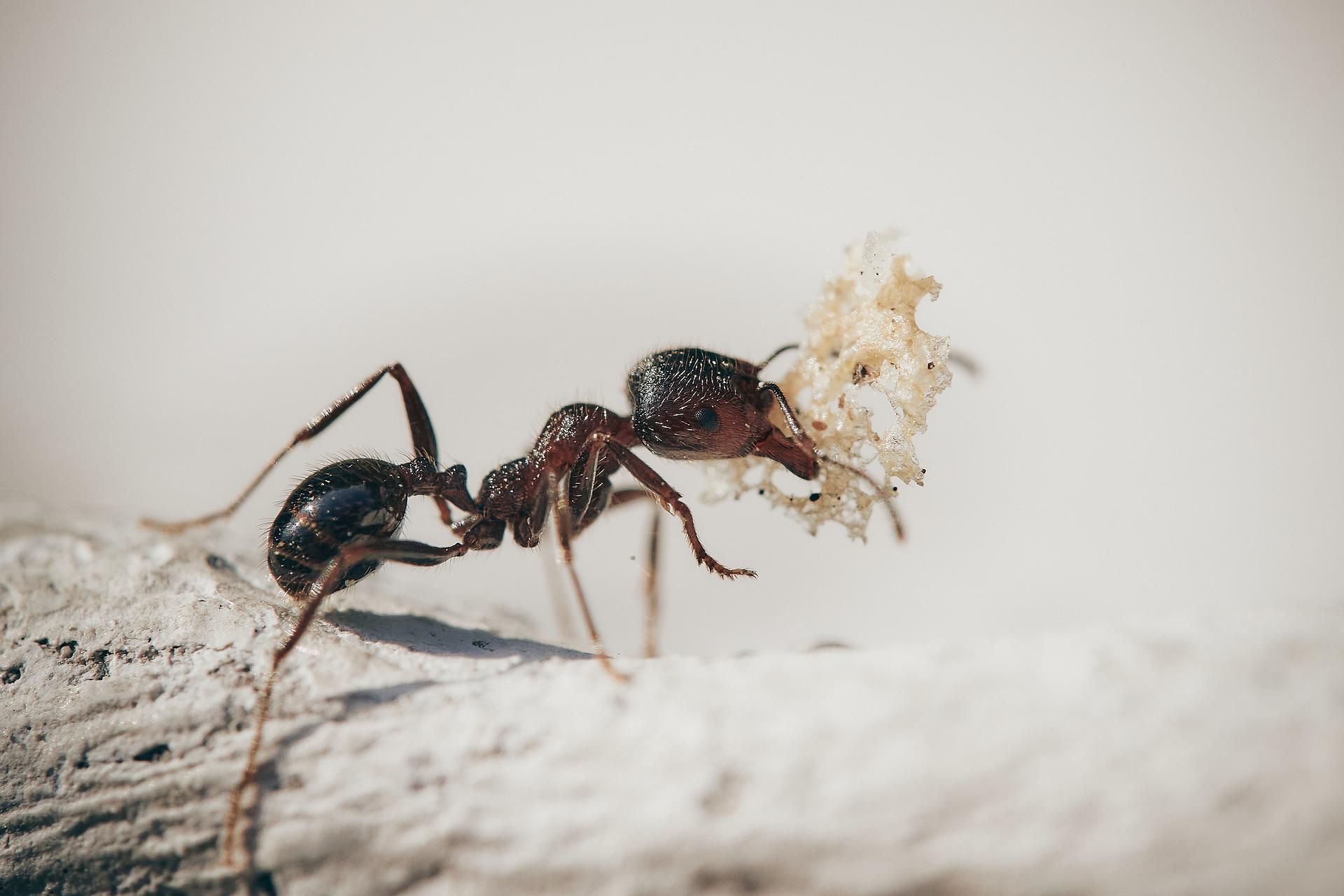 Ant Crawling on Dry Ground