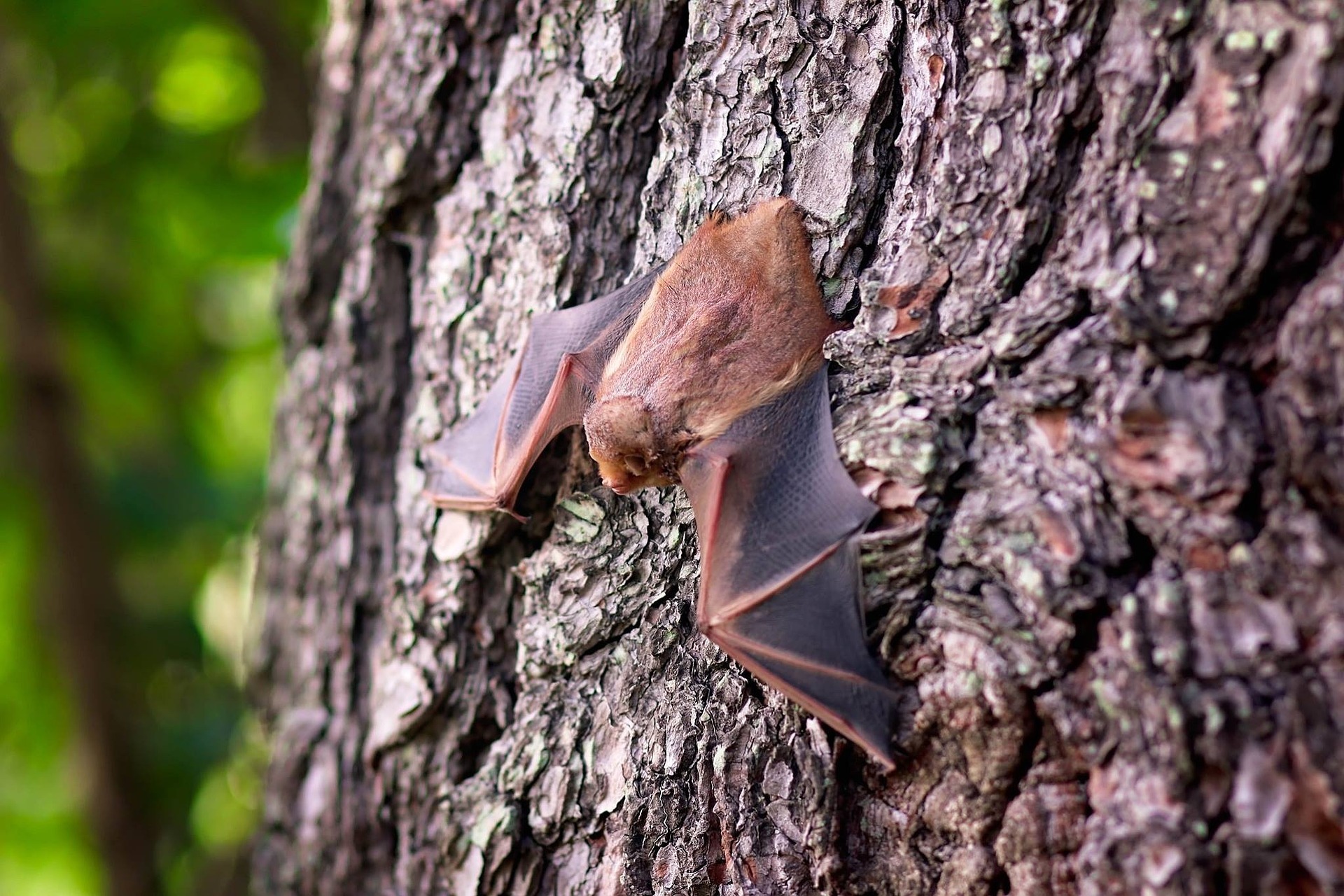 Bat Hanging On Tree Trunk