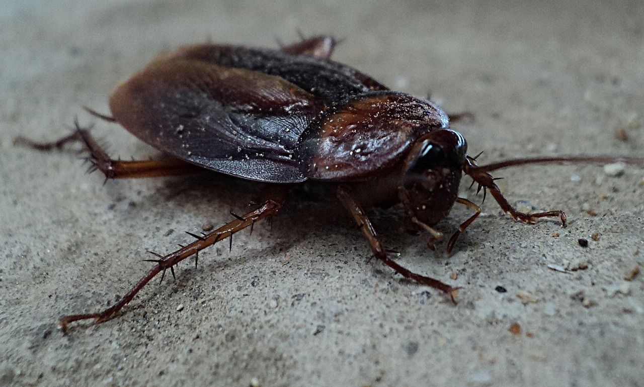 Cockroach on Sandy Floor
