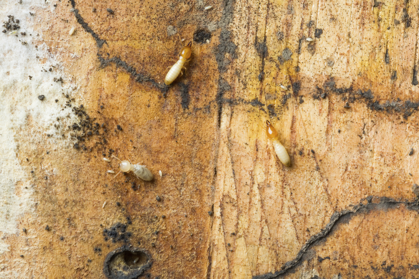Termites Crawling on Wall