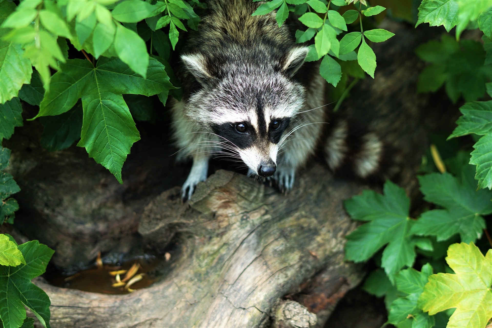 Raccoon Sitting on Branch