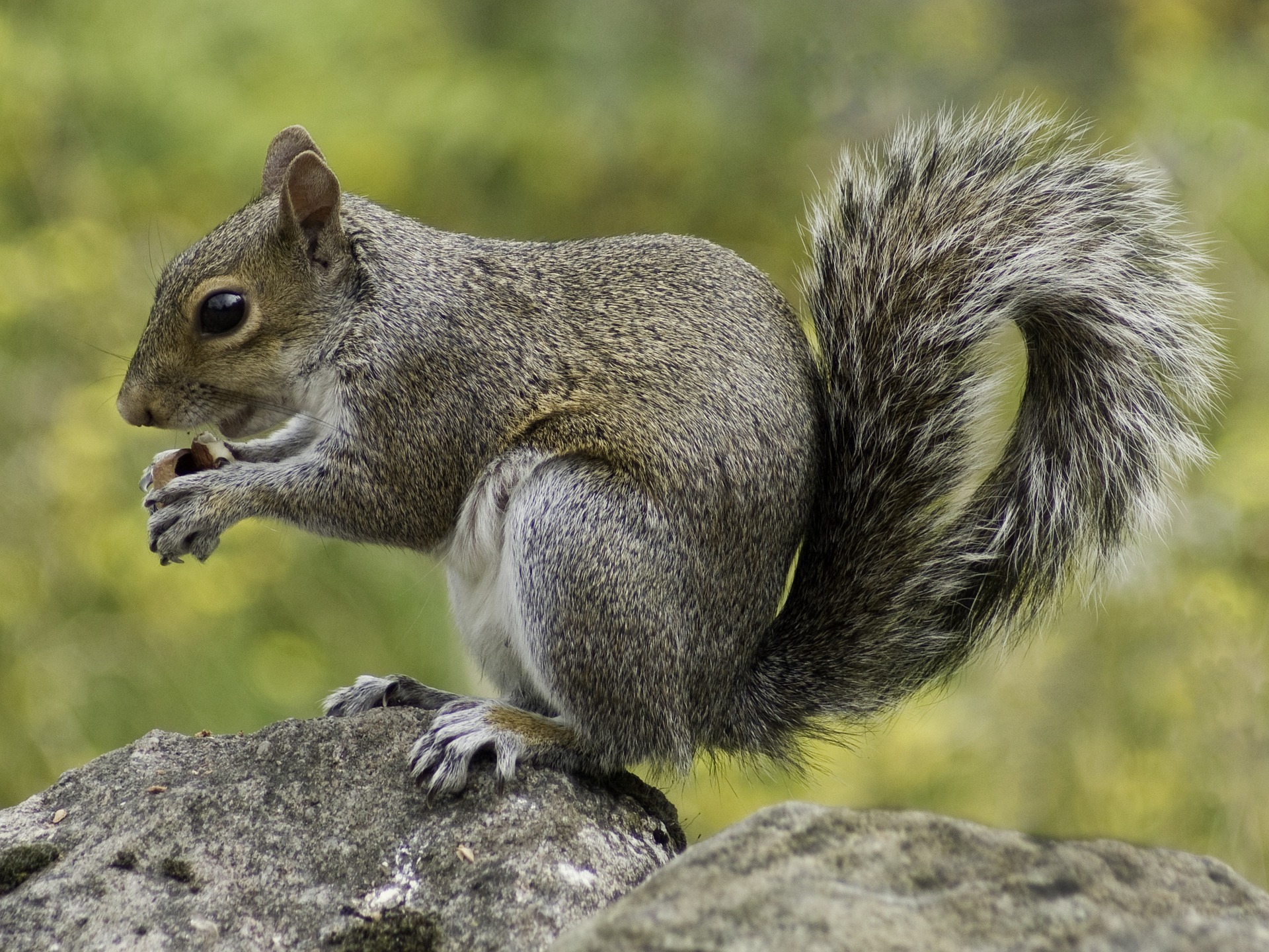 Squirrel Sitting on Rock