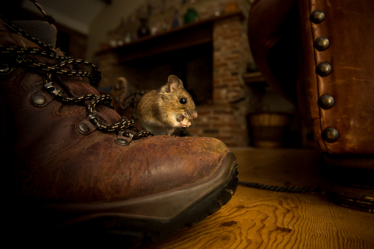 Mouse Hiding Behind Boot in Attic