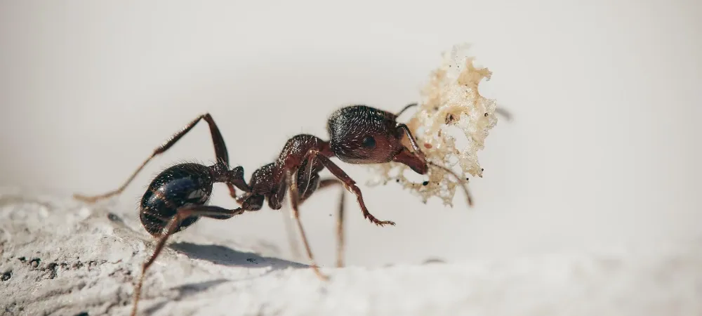 Ant carrying a piece of food