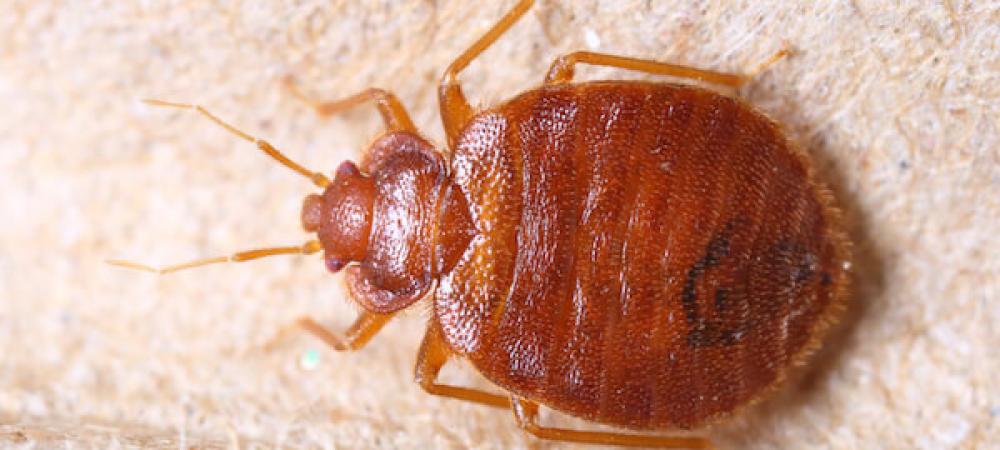 Zoomed-in image of bed bug